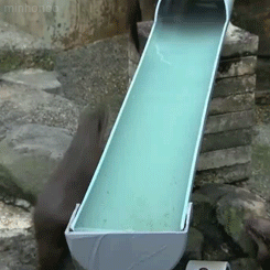 electricsed:  anakistarsong:  zing-noir:  minhonoo: River otters at the Zoological &amp; Botanical Garden in Ichikawa, Japan  omg the last one he pops up ahjfskghfagskjfkhdjs ahahaha  This is what heaven looks like…  Well this place is on the list