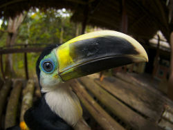 earth-song:  The Channel-billed Toucan (Ramphastos vitellinus) is a near-passerine bird which breeds in Trinidadand in tropical South America as far south as southern Brazil and central Bolivia.The subspecies were previously considered separate