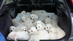 brighthiatus89:  awwww-cute:  21 Golden Retriever puppies from two litters  This just reminds me of Megan from Bridesmaids. “I took 9…” Hahaha