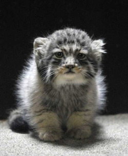 xinashouse:  lookatthatfuckinganimal:  plumbunnie:  I’ve posted them before, but omg, these never get old. Otocolobus manul / Pallas Cat / fattymcfatfat &lt;3  One of my life goals is to have the death glare of a pallas cat.  I see the resemblance.