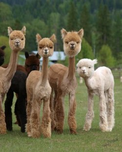 akiraita:  gooserhymeswithmoose:  mugwumpquest:  Sheared Alpacas  THIS IS THE SINGLE MOST TERRIFYING OH OH MY GOD  i’m not shear how much i like this