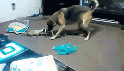 thenatsdorf:Ferret tries to snatch dog’s toy. [video] my kind~ &lt;3