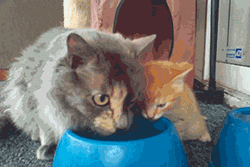 trekkiee:  mcroosa:  Mommy teaching babby easier water drinking way because drinking water is hard experience u get it in your nose. Jesus how she puts her paw on his head in the second one. Such concern and love.  THIS IS THE CUTEST THING I HAVE EVER
