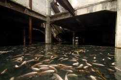 destroyed-and-abandoned:  Abandoned Mall In Bangkok became an Urban Aquarium. Album in comments AayKay:   Album Here’s the full story basically, The New World shopping mall, a 4 storey former shopping mall. The top 7 floors were demolished to adhere