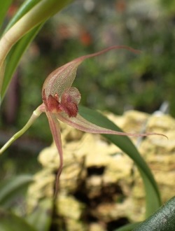 orchid-a-day: Andinia longiserpens Syn.: Pleurothallis longiserpens; Masdevalliantha longiserpens November 6, 2018  