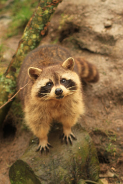 ayustar:  Raccoons at Porfell Wildlife Park (18.02.12) 833.jpg by atthezoouk on Flickr.  