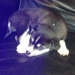 Miko! #sistersnewdog #husky #pretty #cute #white #black #new #puppy #jealous