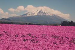 enjoyablesquares:  Sea of petals: Fuji and the moss phlox. 