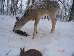 xxbonegirl11xx:  howtoskinatiger:  A Whitetail Deer (Odocoileus virginianus) chows down on a rabbit carcass.  Although primarily herbivorous deer will also meat, particularly in times of hardship such as winter when the natural food is harder to come