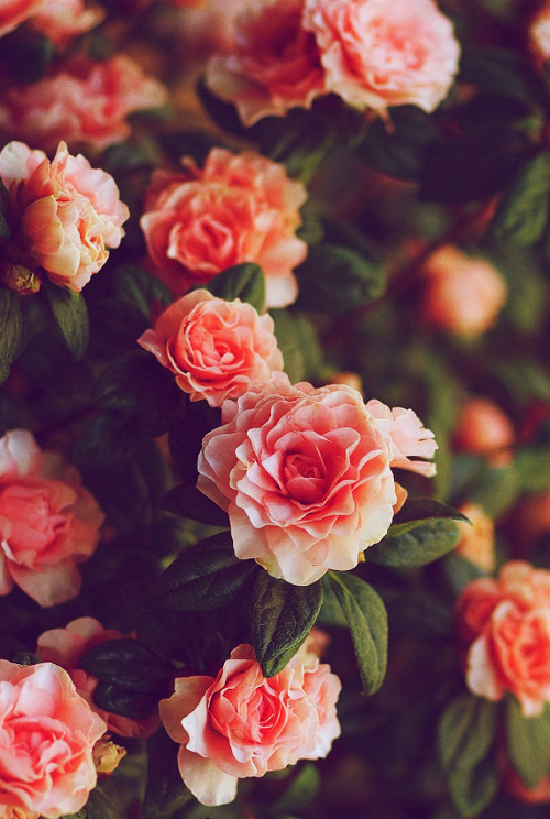 flowers | Tumblr