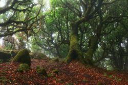 90377:   Fangorn Forest by Ricardo Pestana   
