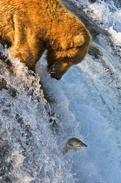 magicalnaturetour:  (via Grizzly Bear Fishing Brooks Falls - Grizzly bear - Wikipedia, the free encyclopedia)