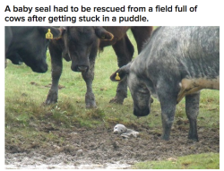 surprisebitch:  olliastic:  surprisebitch:  irontemple:  WHAT WAS HE DOING IN A FIELD OF COWS.  he’s a sea cow  Manatees are Seacows, he’s a Sea Doggie he was trying to herd them. Poor baby.  omg you’re right. thanks biology side of tumblr 