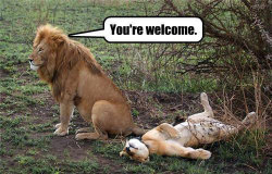 1womanofwonder:  lol-coaster:  funny lion alpha male femalehttp://lolcoaster.org   Lmao!