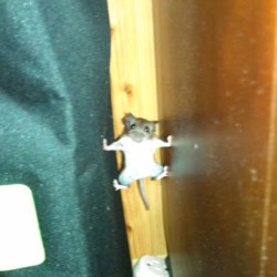 9gag:  Mission impossible mouse. #9gag 