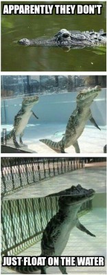 pussy-and-pizzza-x:  prissynecromancy:  this makes gators look so much less intimidating.   Not^^^