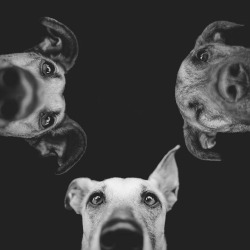 wirelesselectricdogfence:  shackie28:  “If there are no dogs in Heaven, then when I die I want to go where they went.”     - Will Rogers -  Photo :( Elke Vogelsang)    So true.  Great quote!Best Wireless Electric Dog Fence