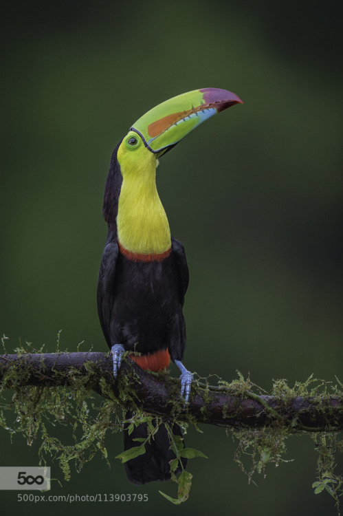 Keel billed toucan
