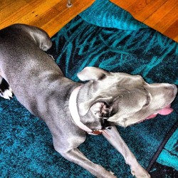 Maci Grey. #dog #pit #puppy #goodgirl #instaphoto #pitbull #pink #gray
