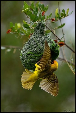 Make way for mating season (a Speke’s Weaver constructs its elaborate nest in the African Serengeti)