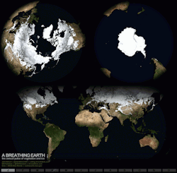 mapsontheweb:  Earth’s ice and vegetation cycle over a year 
