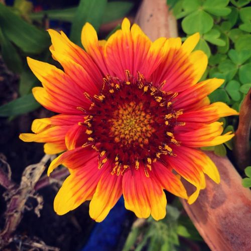 Second year clearance rack plant #rescue #plantsofinstagram #flowersofinstagram #flowerphotography #flowers  https://www.instagram.com/p/CNjcQyxLVSS/?igshid=1bezpxmzinvow