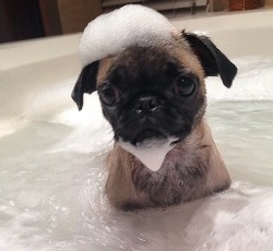 psyducked:  bath time