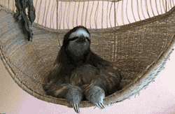  4noptimisticpessimist:  this gif actually changed my life     shasteezy lol