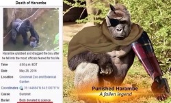 moontouched-moogle:  coolyo294:  Les Harambes Terribles  What if the Harambe they shot was just his body double The real Harambe is somewhere out there making a base in Zanzibananar Land 