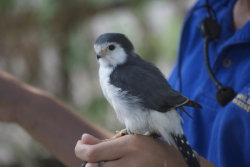 cute-overload:  /r/aww needs more pygmy falcons.http://cute-overload.tumblr.com source: http://imgur.com/r/aww/AJQr2LD