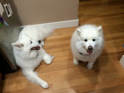 skookumthesamoyed:  Trying to get them to do the same thing at the same time is… a challenge. Close enough! :) 