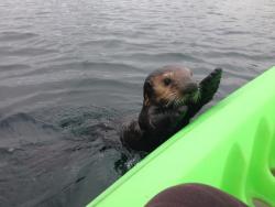 trilithbaby:      awwww-cute:  Went kayaking with my girlfriend and we made the cutest friend!    AHHH!!! fromthemindofjr  &ldquo;Humans! Hello!&rdquo;