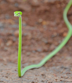 pickkled-ginger:  life-of-planet-earth:  Vine Snake  it looks like a judgmental shoelace.  