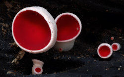 fungifanatics:Sarcoscypha coccinea, commonly known as the scarlet elf cup, scarlet elf cap, or the scarlet cup, is a species of fungus in the family Sarcoscyphaceae of the order Pezizales. It can be red or white on the outside from what I’ve read and