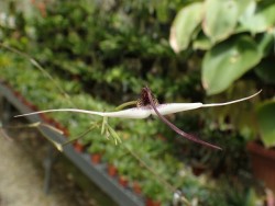 orchid-a-day: Scaphosepalum gibberosum Syn.: Masdevallia gibberosa June 2, 2017  