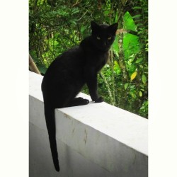Un pequeño y negro ejemplo de eso de que si las #miradas mataran #cat #catlove #blackcat #gato #gatonegro