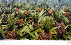 floridamemory:  Did you know that pineapples were cultivated in Florida before Hawaii was a U.S. territory? Read more about the history of pineapples in the Sunshine State in this blog: https://www.floridamemory.com/blog/2014/08/04/prickly-tale-the-histor