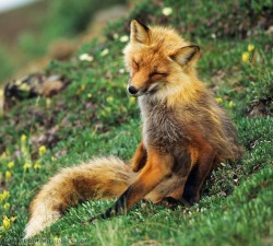 beautiful-wildlife:  Red Fox by Patrick J. Endres Summer Tundra, Denali National Park, Alaska 