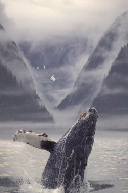  Composite Humpback Whale Breaching With | by Ron Sanford  