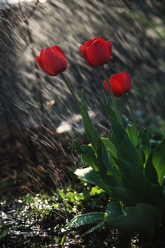 Alana tulips
