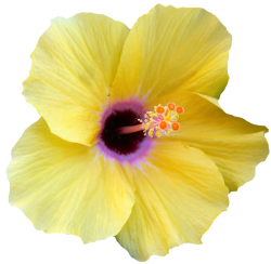 transparent-flowers:Yellow Hibiscus. Hibiscus rosa-sinesis. (x).