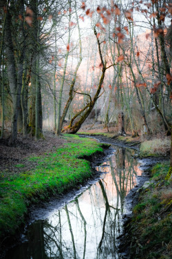 wowtastic-nature:  💙 enchanted forest by abreu alves on 500px○  Canon EOS 5D Mark III-f/4-1/80s-92mm-iso250, 3840✱5760px-rating:87.6☀ Photographer: abreu alves, Montreux, Suisse