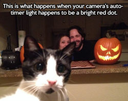 regularguy5mb:  hurleyquinn:  It looks like the cat is taking a selfie  &ldquo;Uhh… my stupid humans photobombed again!!&rdquo; 