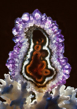 stellar-indulgence:  More Rocks And Minerals by Warren Krupsaw Amethyst Stalactite Cross Section on Coral Mesolite (India) Quartz Stalactite cross section Iris Agate on Coral Malachite (scape) Meteorite Slice 