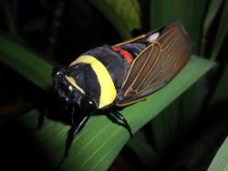sixpenceee:  Tacua speciosa is a very large Southeast Asian species of cicada. It is native to Malaysia, Indonesia, Borneo, Sumatra.  