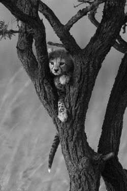 Surveillance (Cheetah cub)