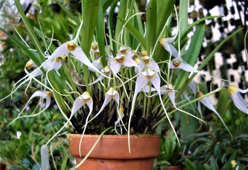 orchid-a-day:Masdevallia lilacinaNovember 22, 2020 