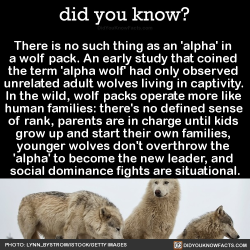 dollsahoy:  did-you-kno: There is no such thing as an ‘alpha’ in  a wolf pack. An early study that coined  the term ‘alpha wolf’ had only observed  unrelated adult wolves living in captivity.  In the wild, wolf packs operate more like  human families: