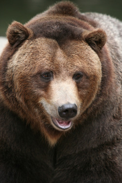 wild-diary:  Grizzly Bear | Amy the Nurse 