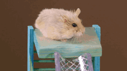 gifsboom:  Video: Two Tiny Hamsters Play in a Tiny Playground